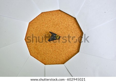 Black bumble bee in focus of paper shutter