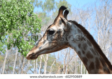 Giraffe's head