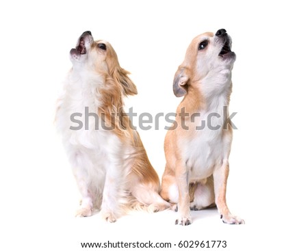 two chihuahuas howling in front of white background Royalty-Free Stock Photo #602961773