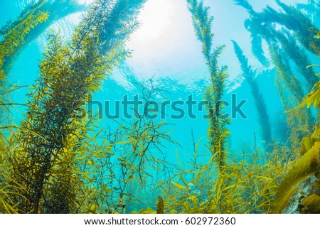 Forest of Seaweed  Royalty-Free Stock Photo #602972360