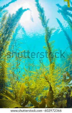 Forest of Seaweed  Royalty-Free Stock Photo #602972366
