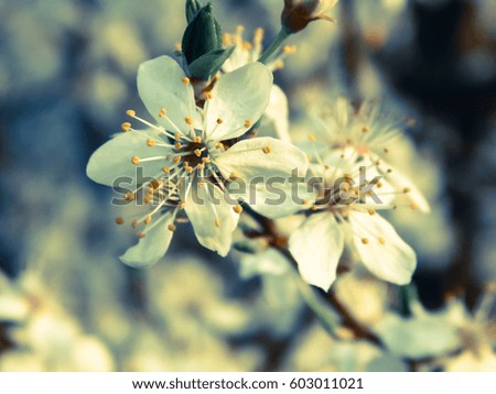 Apple blossoms photo effect
