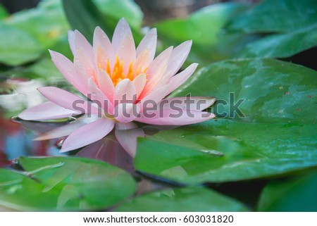 Lotus flower in pond, 
