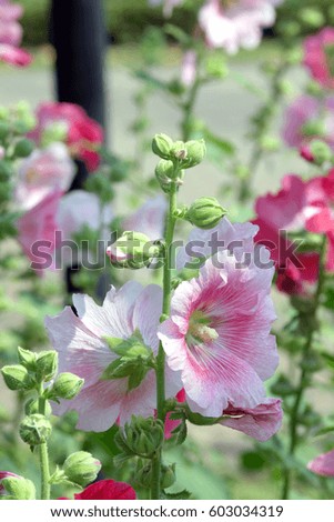 Pink hollyhock flower