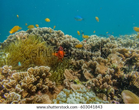 Beautiful underwater view. Healthy coral reef, with lots of schooling fishes, light and hard and soft corals. ,Lord Heaven Island,Loughborough,Myanmar
