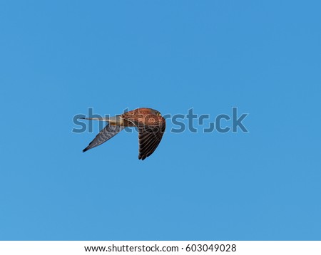 Kestrel watching for mouse ( Falco tinnunculus )