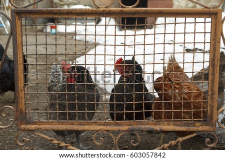 Hens in a corral in the little village of Dorres, in the Pyrenees. Pyrenees-Orientales department in southern France