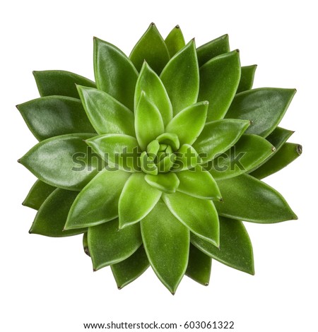 Succulent plant top view, isolated on white background. Echeveria.