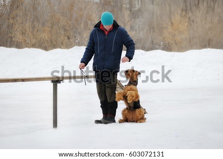 the man is engaged in dog training and dog obedience area. The command "Bunny" Airedale Terrier. Royalty-Free Stock Photo #603072131