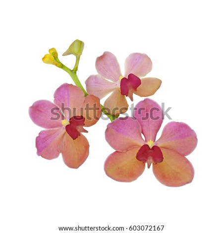 Close up of pink red and yellow orchid flower withe isolated on white background