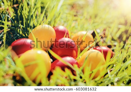 Colorful easter eggs hidden in a fresh green grass. Easter concept