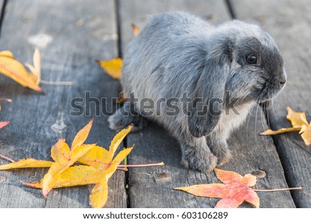 domestic bunny on the grass