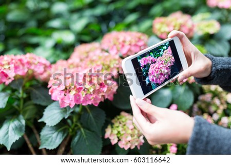 Woman taking photo on Hydrangea