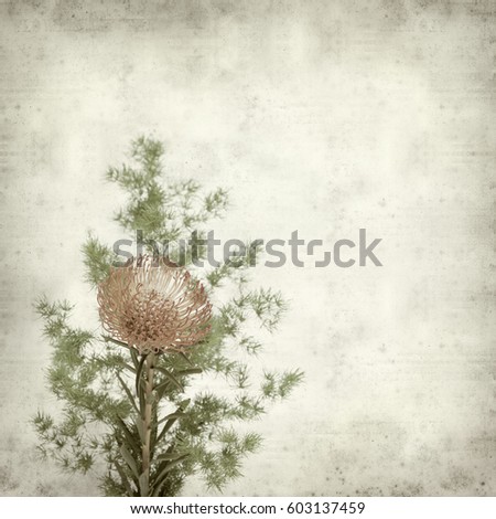 textured old paper background with red pincushion protea flower 
