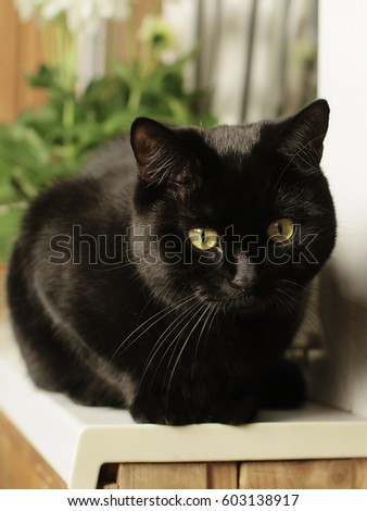 Black cat sits on the window