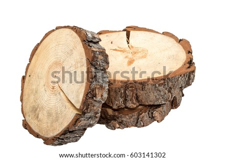 Cross section of tree trunk on white background  Royalty-Free Stock Photo #603141302