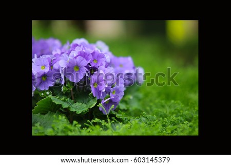 
Petunias,Azalea red Yellow daffodil,pansies, snapdragon and marigold, beautiful flower green grass background black white 