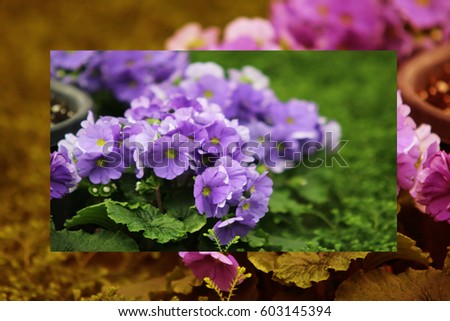 
Petunias,Azalea red Yellow daffodil,pansies, snapdragon and marigold, beautiful flower green grass background black white 