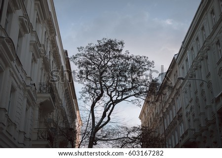 scenery with a tree and buildings in city Royalty-Free Stock Photo #603167282