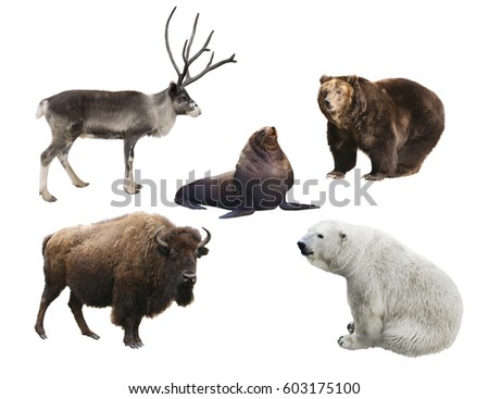 Mammals of Russia on white background isolated