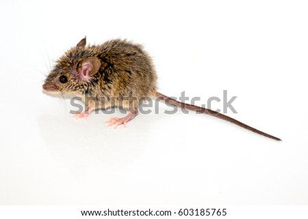 house mouse (Mus musculus) on white background Close-up side view full length with tail Royalty-Free Stock Photo #603185765