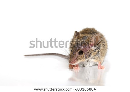 house mouse (Mus musculus) on white background Close-up s Royalty-Free Stock Photo #603185804