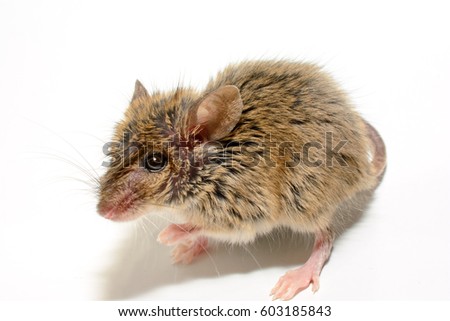 house mouse (Mus musculus) on white background Close-up lookting at camera Royalty-Free Stock Photo #603185843