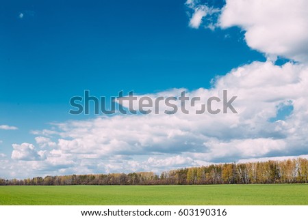 Countryside Rural Field Or Meadow Landscape With Green Grass On Foreground And Forest On Background Under Scenic Spring Blue Dramatic Sky With White Fluffy Clouds. Skyline. Agricultural Landscape