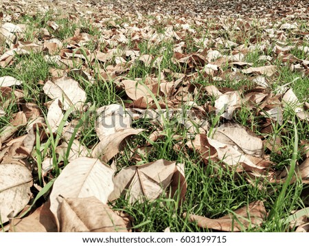dry brown falling leaves on ground at walkways through the forest