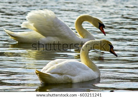 Beautiful white swan floating on the lake