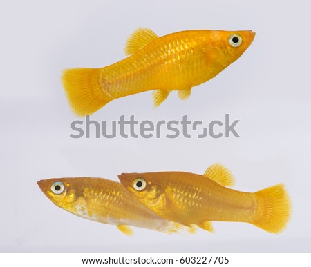 Xiphophorus hellerii - Ada swordtail - aquarium fish