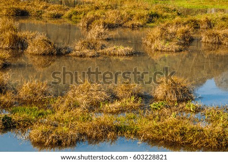 The grass and water background 