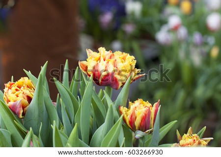 Fresh yellow red flowers Dutch tulips Peonies buds 