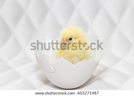 little chick sitting inside shell egg, easter composition