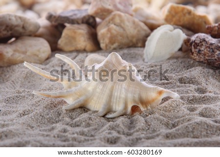 shell on sand beach