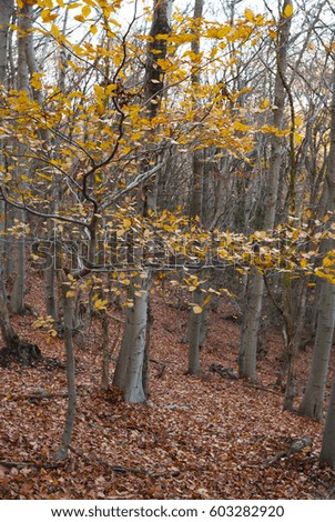 autumn woodland, beech and oak trees with fallen leaves