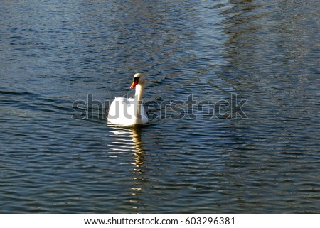 swan swims in lake