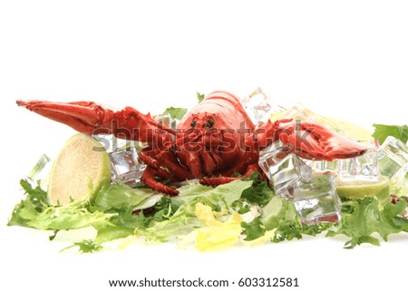 fresh red lobster isolated on the white background