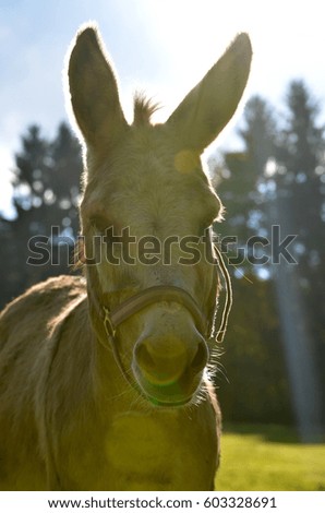 donkey in sunset shimmer