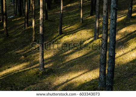 Old forest with moss covered trees and rays of sun in summer