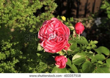Pink Rose in garden. 