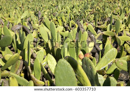 Cacti Field prickly pear cactus in Guatiza on the island of Lanzarote, Canary Islands, Spain, Europe