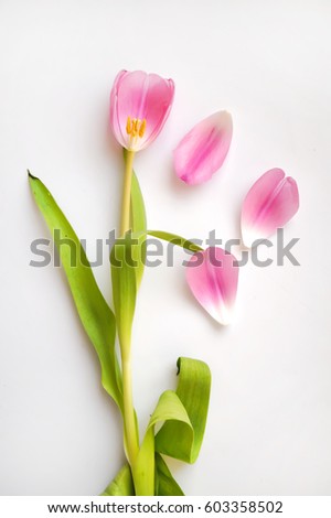 Faded tulip  