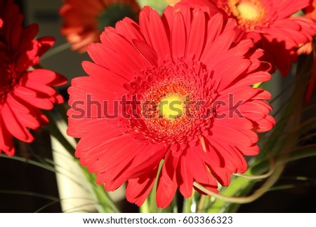 Beautiful red gerbera flowers bouquet in vase 
