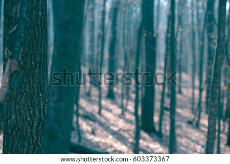 Spring forest in the evening