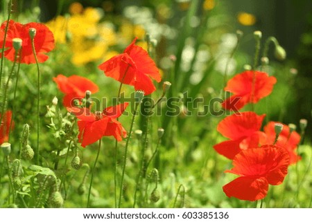 red poppy in the summer garden closeup