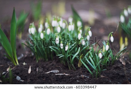 First spring flowers - white snowdrops in the forest, natural seasonal floral background, selective focus