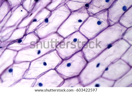 Onion epidermis with large cells under light microscope. Clear epidermal cells of an onion, Allium cepa, in a single layer. Each cell with wall, membrane, cytoplasm, nucleus and large vacuole. Photo. Royalty-Free Stock Photo #603422597