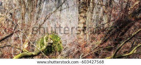 Spring forest background, beauty wildlife branch trees, dense forest
