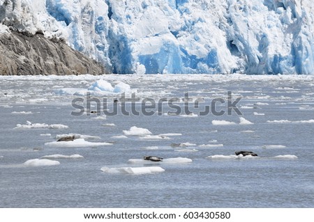 Seals Laying on Iceberg in Tracy Arm Fjord, Alaska, USA